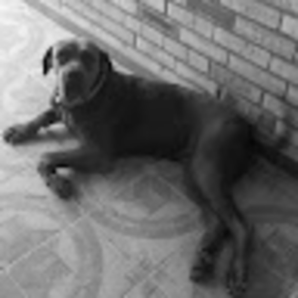 savala09